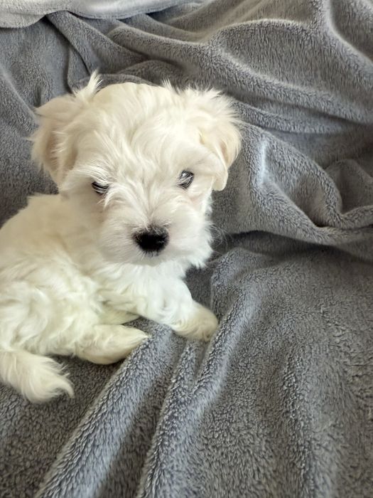 Maltańczyk - BARTUŚ