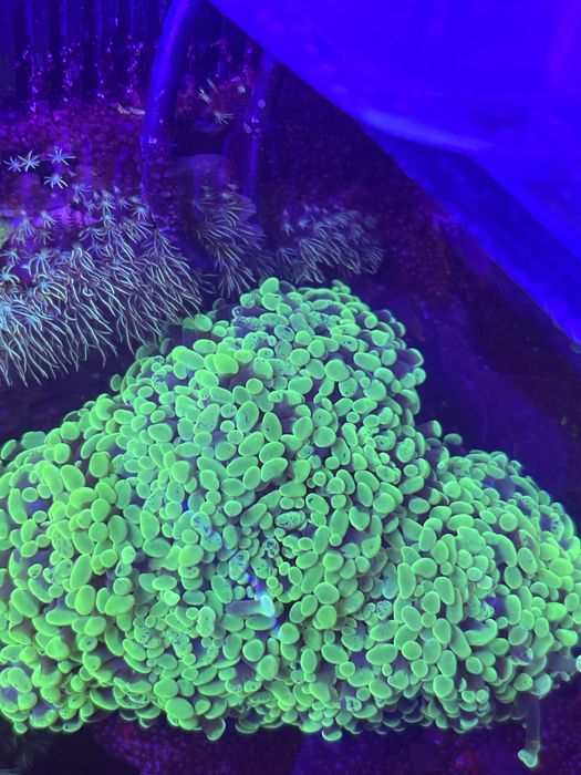Corais baratos aquario agua salgada
