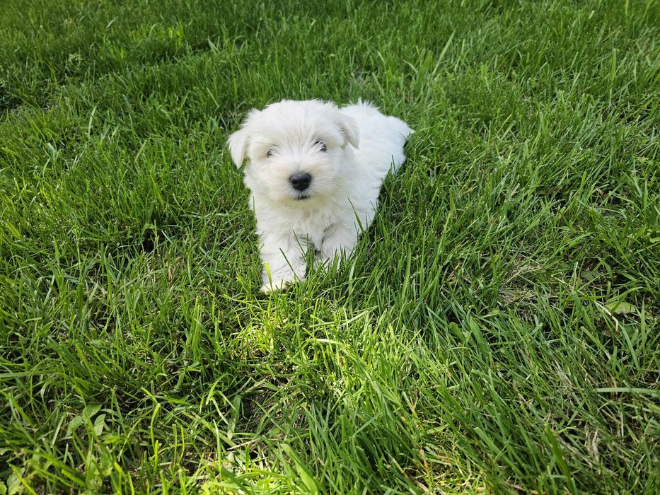 Szczenię (suczka) West Highland White Terier (Westie)