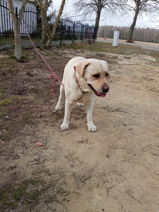 Suczka labrador oddam
