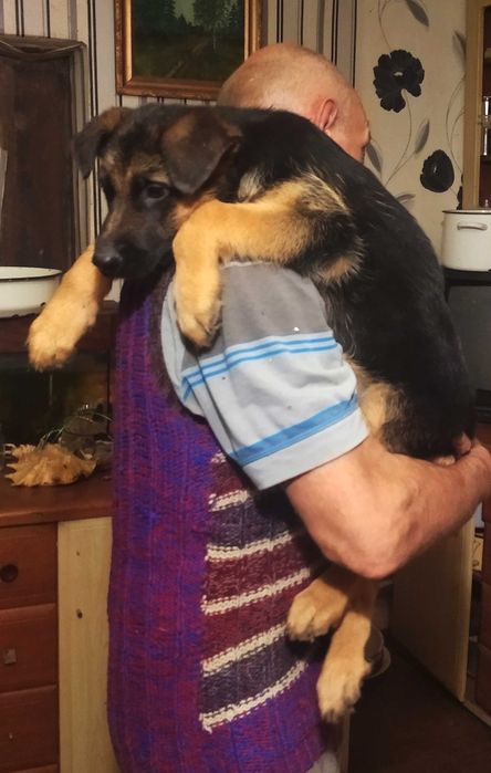 Сука и кобель  три мес.с родословной.