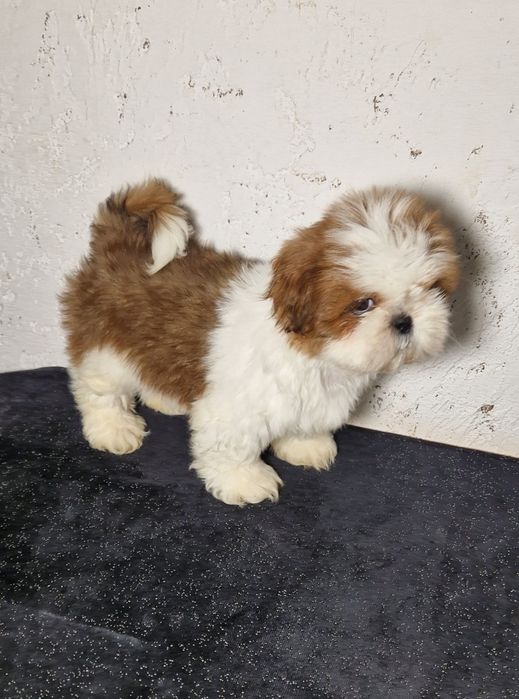 Piesek rasy Shih tzu