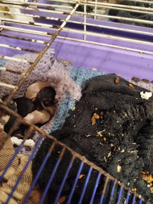 Предлагаются к брони ручные крысята