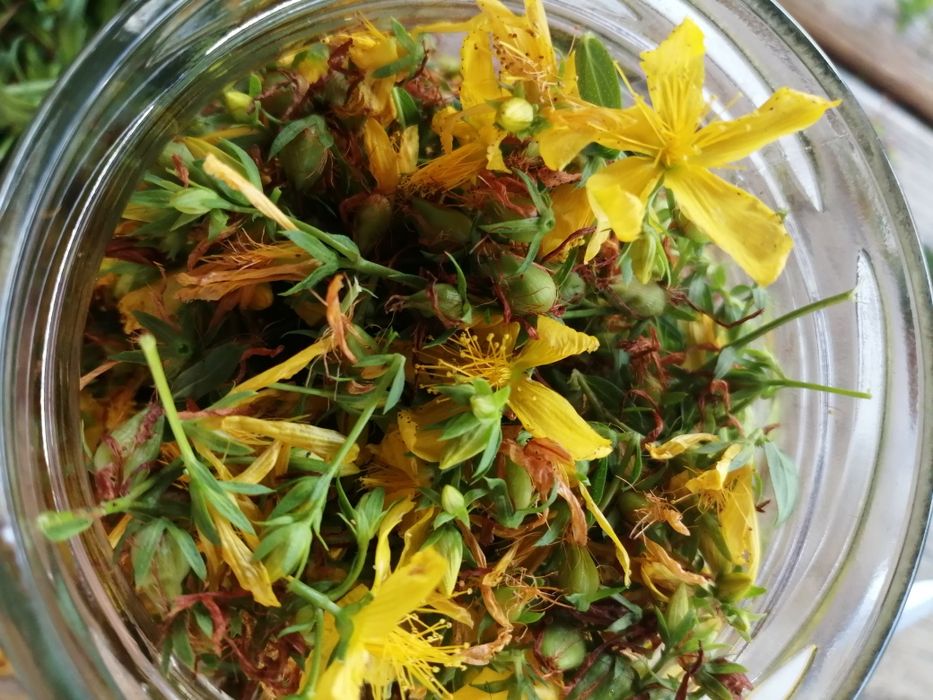 Olej z dziurawca (oliwa świętojańska)