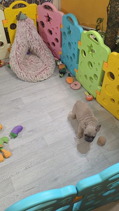 Товстопопі французи! Київ, або відправлю. Є оплата частинами