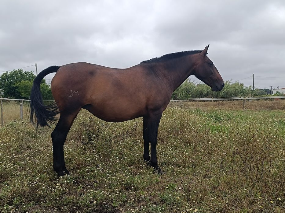 Poldro lusitano .