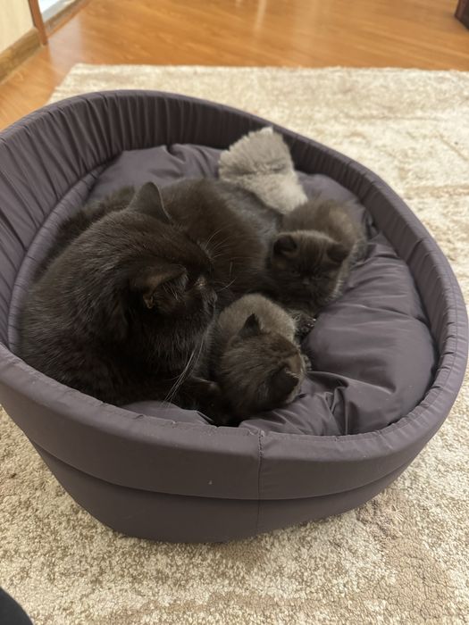 Прекрасные котята