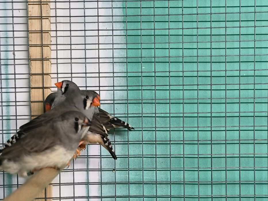 Mandarins exposição