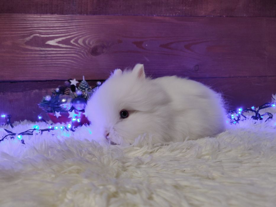 Piękne króliczki karzełki Teddy. Urocze króliczki do rezerwacji.