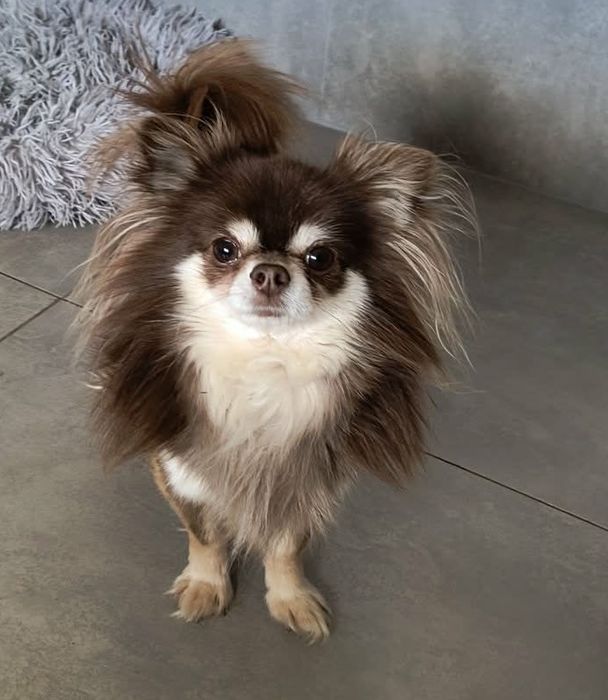 Chihuahua mini dziewczynka ZAREZERWOWANA