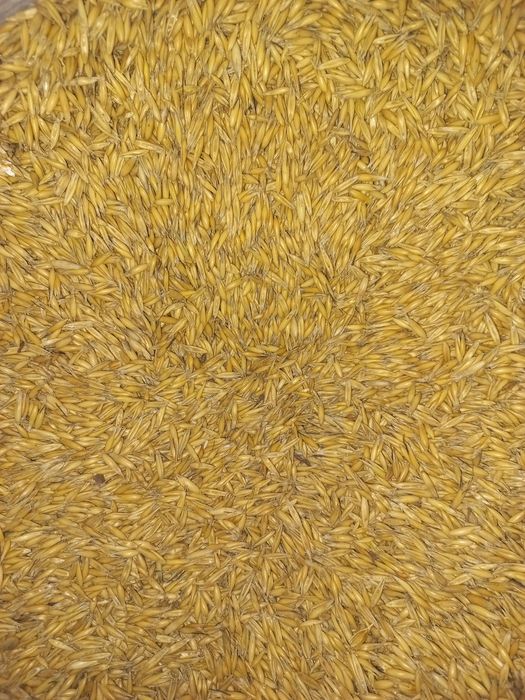 Продам недорого.Овес.