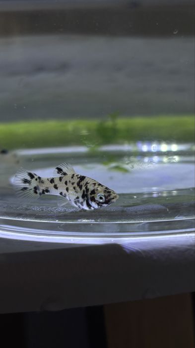 Mollys Dalmata juvenis