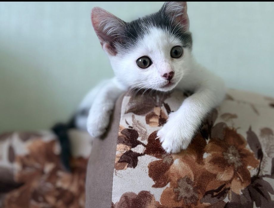 Прилаштовується кошеня хлопчик