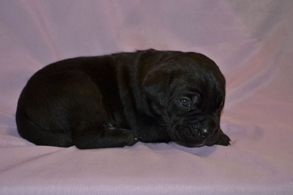 Цуценята  Кане корсо