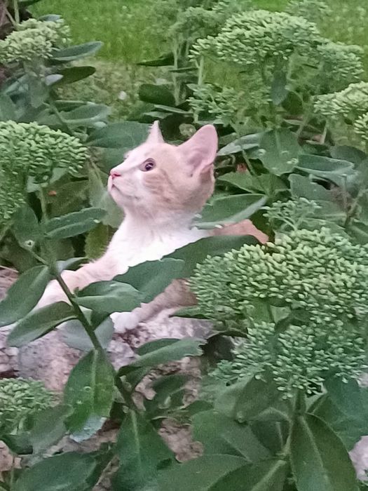 Безкоштовно віддам кошенят