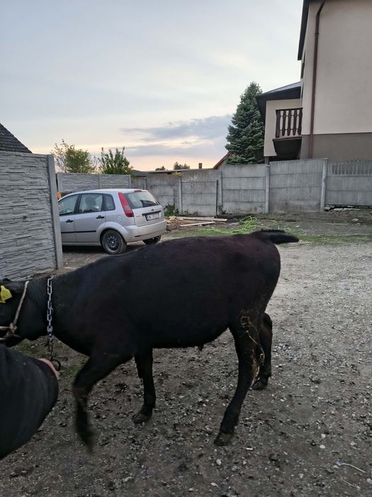 Sprzedam byczka 6 miesięcznego