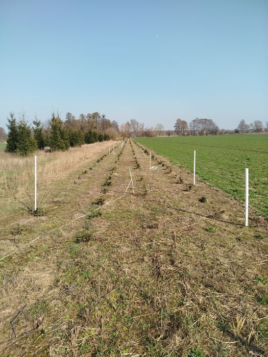 Choinki, Swierk pospolity,iglaki. Swierki