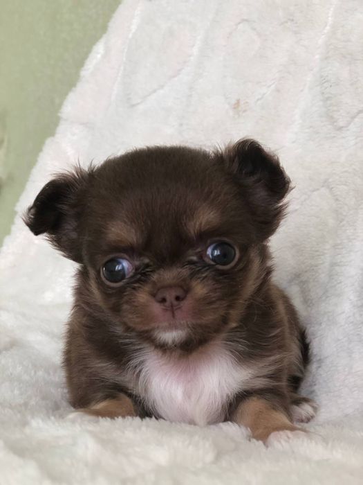 Шоколадна міні дівчинка чіхуахуа