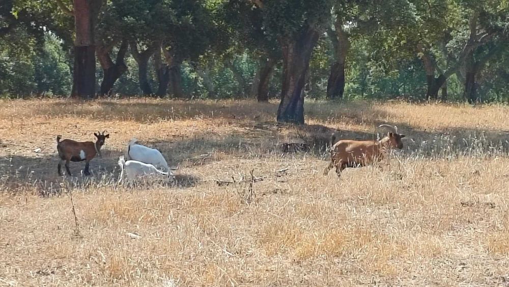 Cabras Anãs | Adultas e Jovens | Muito Dóceis