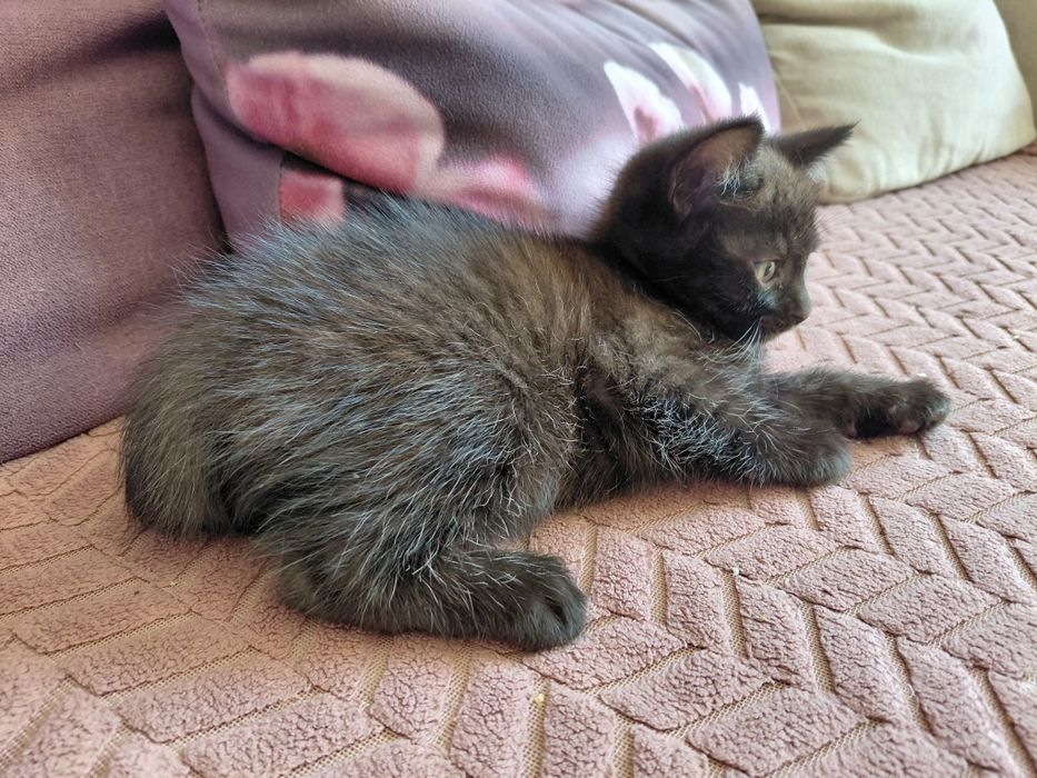 Віддам котенят хлопчик і дівчинка