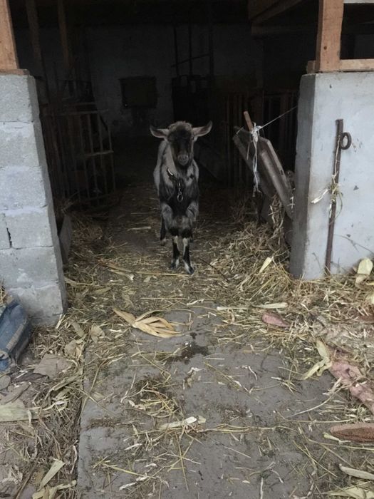 цап нубійської породи