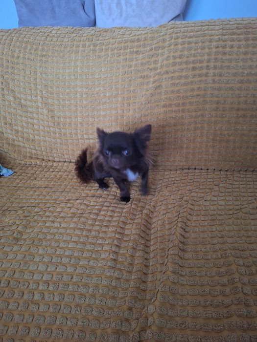 Piesek 11tyg mini gotowy do odbioru