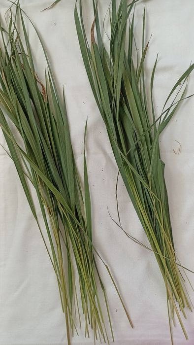 Горіхові перетинки, трава зубрівка