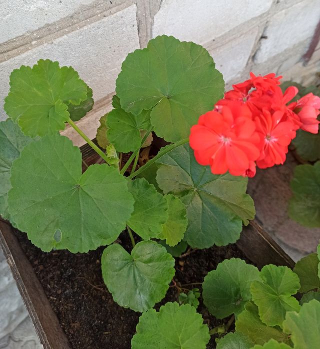 Пеларгония королевская Royal Night Scarlet