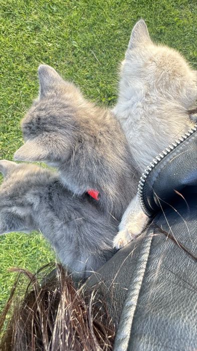 Котики кошенята продам