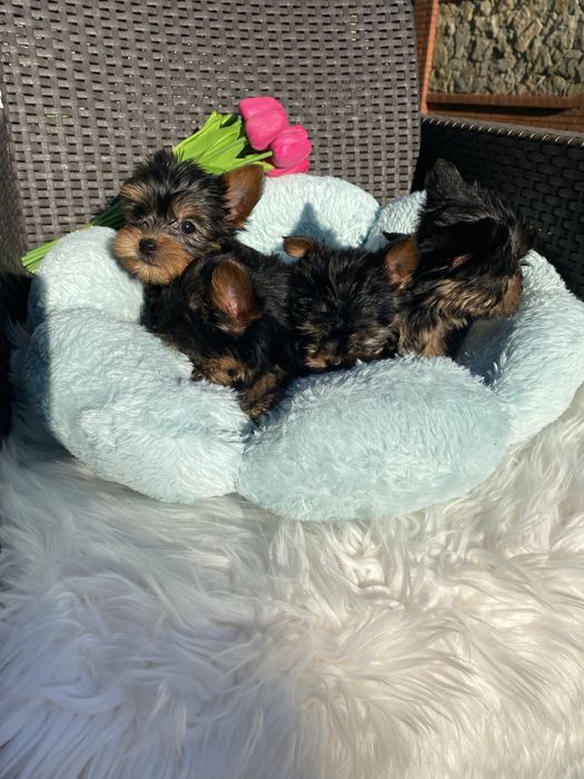 Міні цуцики породисті