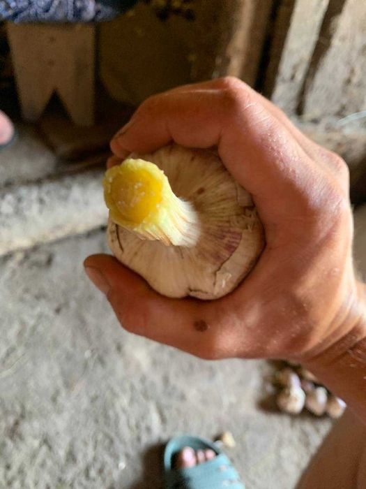 Продам посадочный чеснок