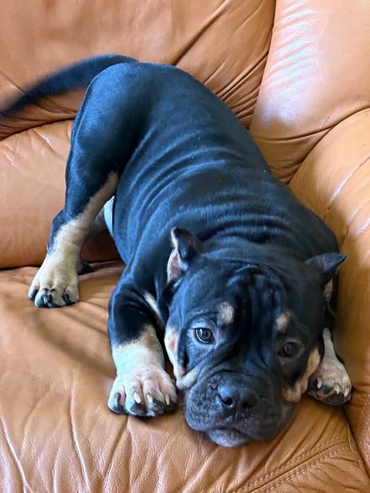 Атлетичний хлопчик Американського Буллі у пошуках нової сімї