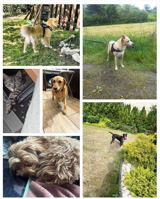 Hotel dla zwierząt Opieka nad psem kotem