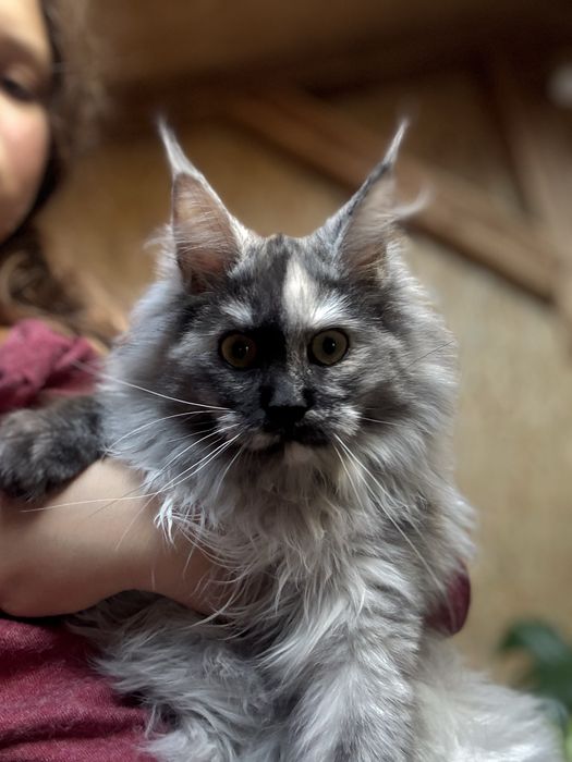 Main Coon -kotka do hodowli FPL-Dunka