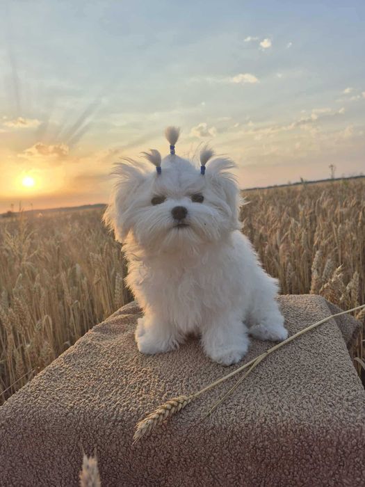 Мальтезе. Крихітка АВРОРА. Міні дівчинка. Корейські крові.
