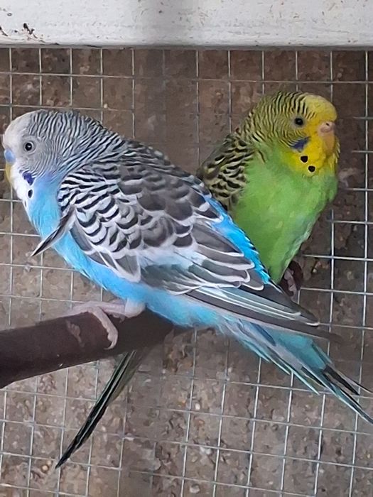 Perikitos australianos