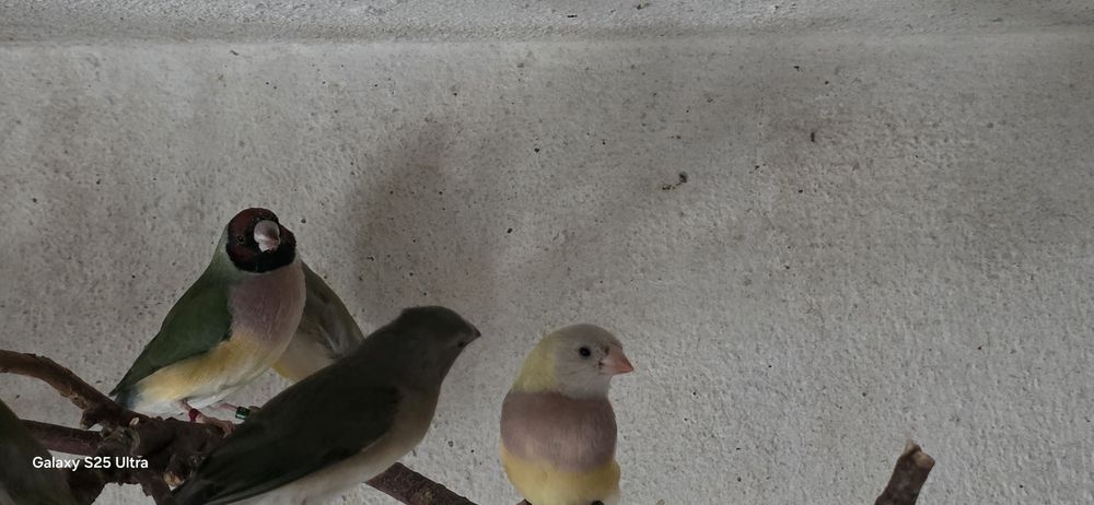 Diamantes de gould