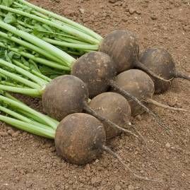 Sementes de aromáticas e hortícolas biológicas certificadas