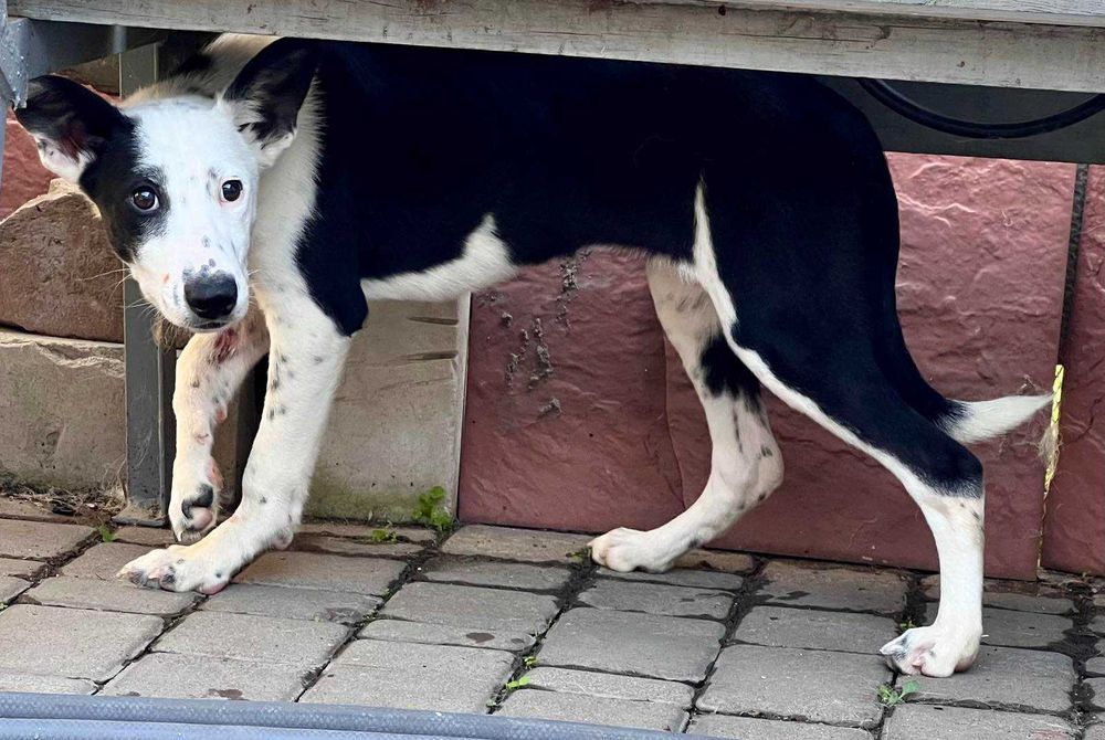 Щеня-підліток в добрі руки