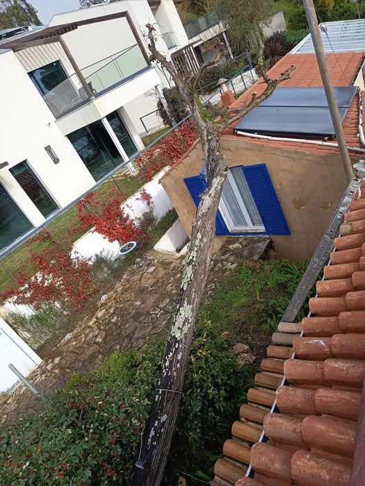 Corte árvores por Escalada e plataforma
