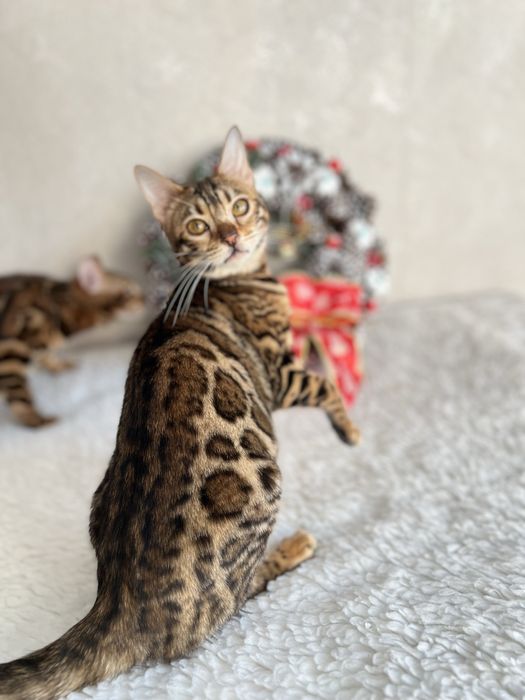 Бенгальська кішечка,2 роки