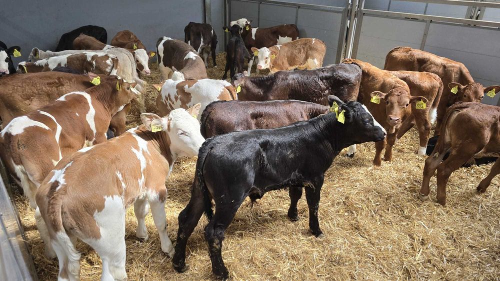 Polskie cieleta byczki i jałówki MMi czarno białe