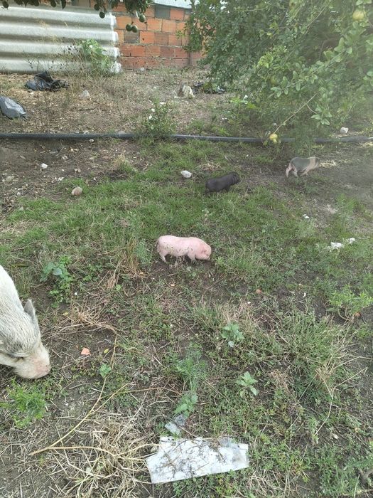 Mini Pigs, Porquinhos bebés