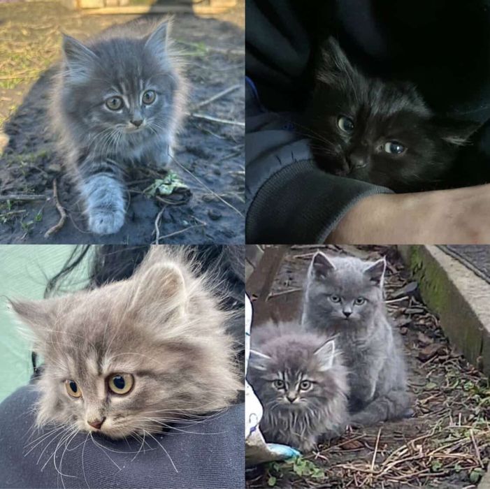 Віддам котиків в добрі руки