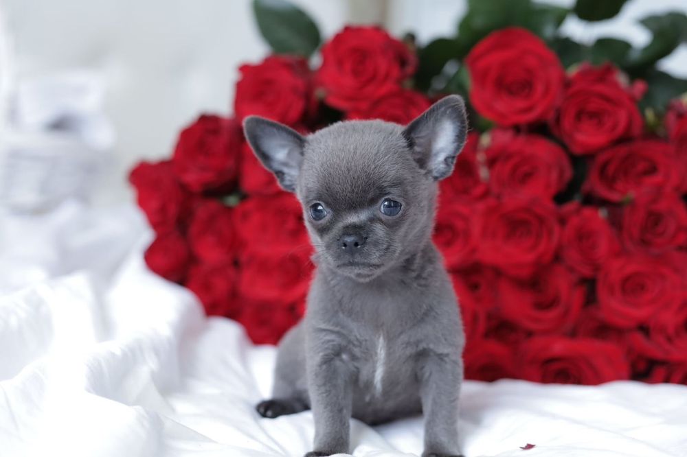 Chihuahua FCI chłopak  niebieski