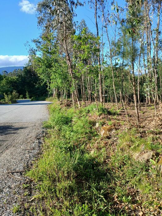 Este terreno, de 1.200 m2, próximo da Avicasal, São Pedro do Sul
