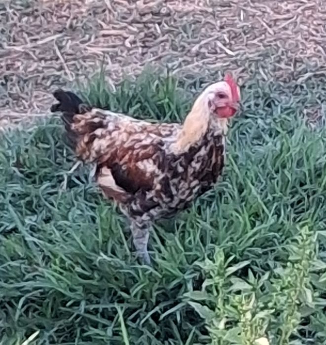 Vendo vários garnisés