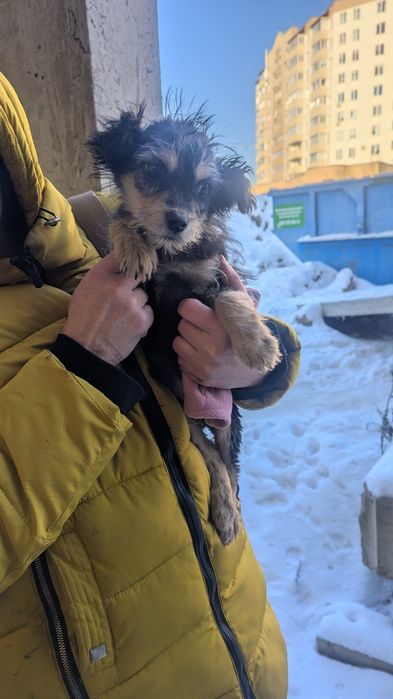 Хлопчики та дівчатка дуже гарні ,кудлаті цуценята