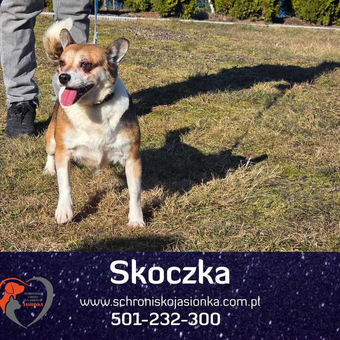 Skoczka w schronisku  jasionka