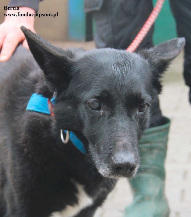 Bercia, sunia szuka bezpiecznego schronienia